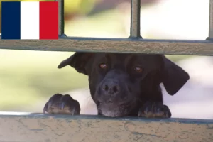 Lire la suite à propos de l’article Ca de Bestiar Éleveurs et chiots en France