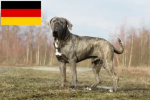 Lire la suite à propos de l’article Cane Corso Italiano éleveurs et chiots en Allemagne