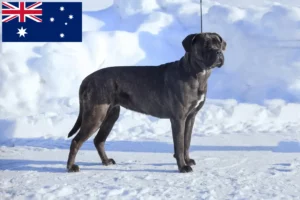 Lire la suite à propos de l’article Cane Corso Italiano éleveurs et chiots en Australie