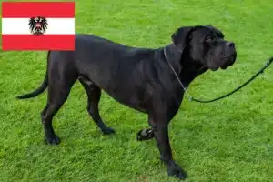 Lire la suite à propos de l’article Cane Corso Italiano éleveurs et chiots en Autriche