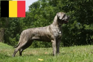 Lire la suite à propos de l’article Cane Corso Italiano éleveurs et chiots en Belgique