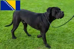 Lire la suite à propos de l’article Cane Corso Italiano éleveurs et chiots en Bosnie-Herzégovine