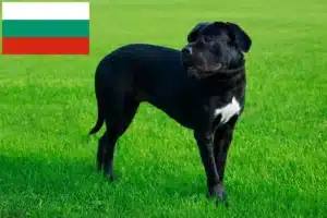 Lire la suite à propos de l’article Cane Corso Italiano éleveurs et chiots en Bulgarie