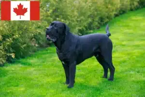 Lire la suite à propos de l’article Cane Corso Italiano éleveurs et chiots au Canada