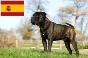 Lire la suite à propos de l’article Cane Corso Italiano éleveurs et chiots en Espagne