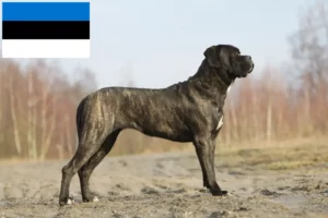 Lire la suite à propos de l’article Cane Corso Italiano éleveurs et chiots en Estonie