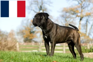 Lire la suite à propos de l’article Cane Corso Italiano éleveurs et chiots en France