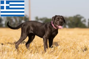 Lire la suite à propos de l’article Cane Corso Italiano éleveurs et chiots en Grèce