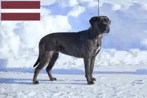 Lire la suite à propos de l’article Cane Corso Italiano éleveurs et chiots en Lettonie