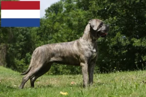 Lire la suite à propos de l’article Cane Corso Italiano éleveurs et chiots aux Pays-Bas