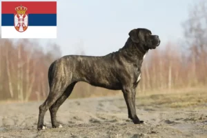 Lire la suite à propos de l’article Cane Corso Italiano éleveurs et chiots en Serbie