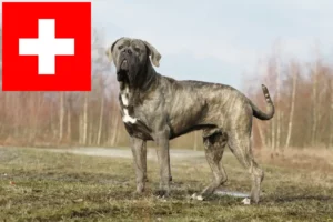 Lire la suite à propos de l’article Cane Corso Italiano éleveurs et chiots en Suisse