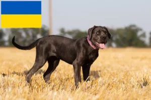 Lire la suite à propos de l’article Cane Corso Italiano éleveurs et chiots en Ukraine