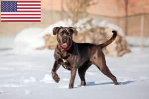 Lire la suite à propos de l’article Cane Corso Italiano éleveurs et chiots aux États-Unis