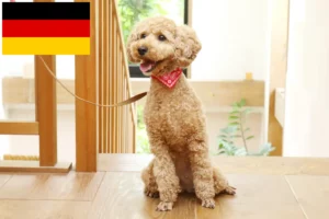 Lire la suite à propos de l’article Éleveurs de caniches et chiots en Allemagne