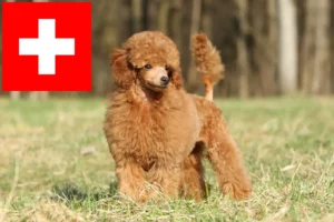 Lire la suite à propos de l’article Éleveurs de caniches et chiots en Suisse