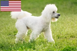 Lire la suite à propos de l’article Éleveurs de caniches et chiots aux États-Unis