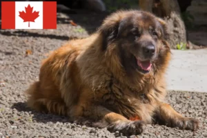 Lire la suite à propos de l’article Cão Da Serra Da Estrela Éleveurs et chiots au Canada