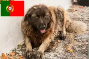 Lire la suite à propos de l’article Cão Da Serra Da Estrela Éleveurs et chiots au Portugal