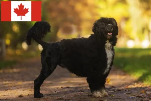 Lire la suite à propos de l’article Cão de Agua português éleveurs et chiots au Canada