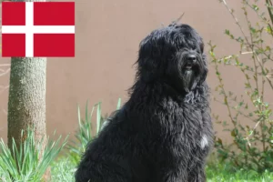 Lire la suite à propos de l’article Cão de Agua português éleveurs et chiots au Danemark