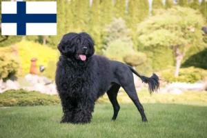 Lire la suite à propos de l’article Cão de Agua português éleveurs et chiots en Finlande