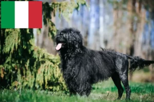 Lire la suite à propos de l’article Cão de Agua português éleveurs et chiots en Italie