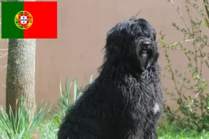 Lire la suite à propos de l’article Cão de Agua português éleveurs et chiots au Portugal