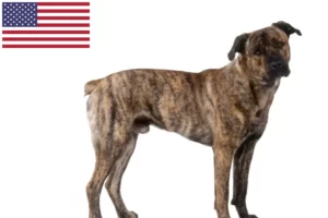 Lire la suite à propos de l’article Cão Fila de São Miguel Éleveurs et chiots aux États-Unis