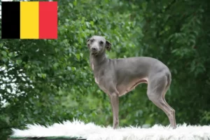 Lire la suite à propos de l’article Éleveurs de lévriers italiens et chiots en Belgique