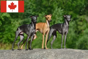 Lire la suite à propos de l’article Éleveurs de carillons italiens et chiots au Canada