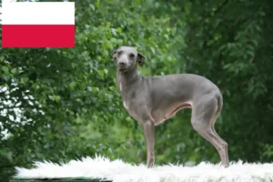 Lire la suite à propos de l’article Éleveurs de carillons italiens et chiots en Pologne