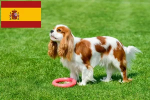 Lire la suite à propos de l’article Éleveurs de Cavalier King Charles Spaniel et chiots en Espagne