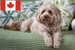 Lire la suite à propos de l’article Éleveurs de Cavoodle et chiots au Canada