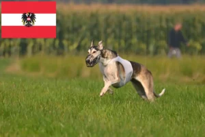 Lire la suite à propos de l’article Chart Polski éleveurs et chiots en Autriche