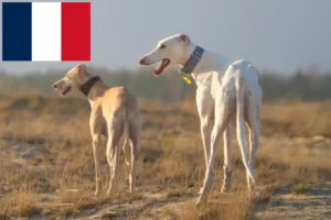 Lire la suite à propos de l’article Chart Polski éleveurs et chiots en France