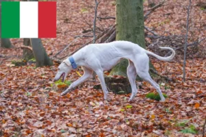 Lire la suite à propos de l’article Chart Polski éleveurs et chiots en Italie