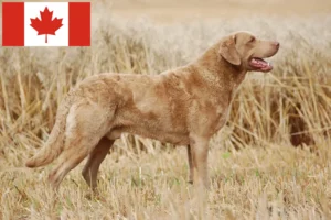 Lire la suite à propos de l’article Éleveurs de Retrievers de la Baie de Chesapeake et chiots au Canada