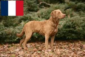 Lire la suite à propos de l’article Éleveurs de Retrievers de la Baie de Chesapeake et chiots en France