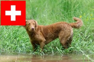 Lire la suite à propos de l’article Chesapeake Bay Retriever éleveurs et chiots en Suisse