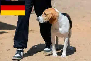 Lire la suite à propos de l’article Éleveurs de chiens courants suisses et chiots en Allemagne