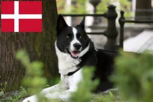 Lire la suite à propos de l’article Chien d’ours carélien éleveur et chiots au Danemark