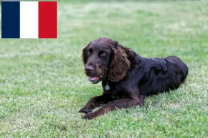 Lire la suite à propos de l’article Éleveurs de chiens de garde allemands et chiots en France