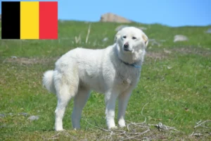 Lire la suite à propos de l’article Chien de Montagne des Pyrénées éleveurs et chiots en Belgique