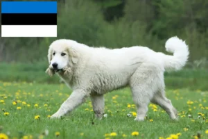 Lire la suite à propos de l’article Chien de montagne des Pyrénées éleveurs et chiots en Estonie