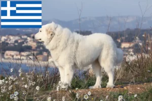 Lire la suite à propos de l’article Chien de Montagne des Pyrénées éleveurs et chiots en Grèce