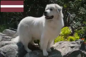 Lire la suite à propos de l’article Chien de Montagne des Pyrénées éleveurs et chiots en Lettonie