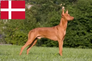 Lire la suite à propos de l’article Chien de Pharaon Éleveurs et chiots au Danemark