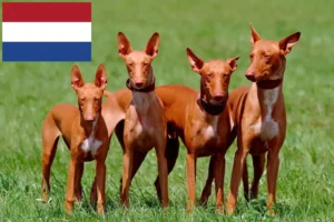 Lire la suite à propos de l’article Éleveurs de chiens pharaons et chiots aux Pays-Bas