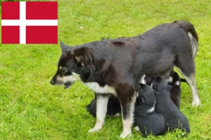 Lire la suite à propos de l’article Éleveurs de chiens de rennes lapons et chiots au Danemark